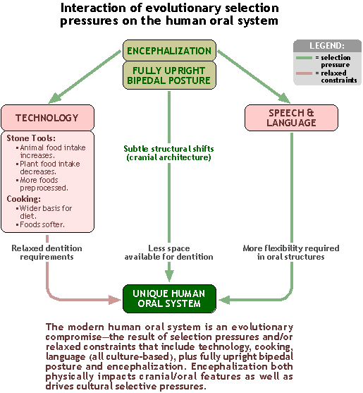 Figure: Interaction of evolutionary selection pressures on the human oral system.